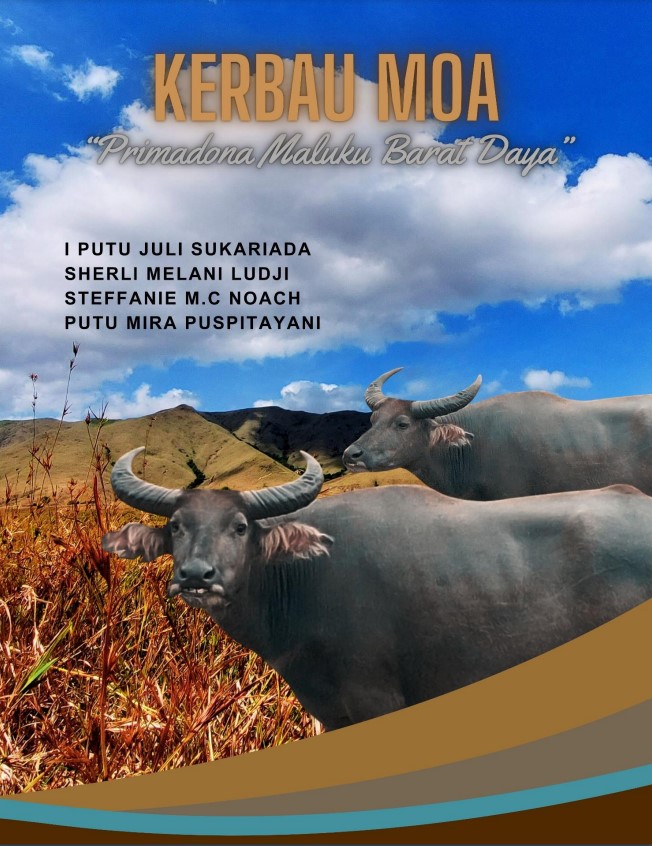 KERBAU MOA PRIMADONA MALUKU BARAT DAYA